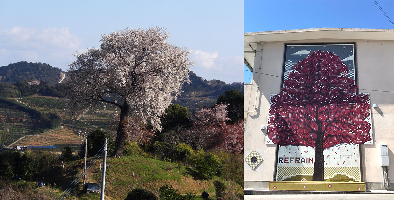 平家ー本桜 - みやま市フォトコンテスト