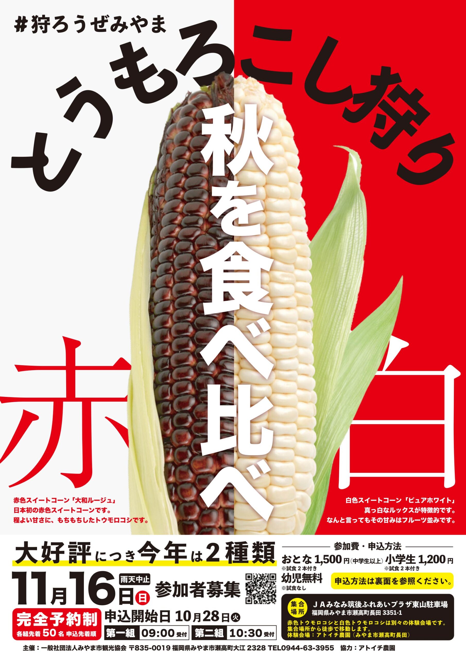 #狩ろうぜみやま『トウモロコシ狩り2025 秋』赤白、秋を食べ比べ。