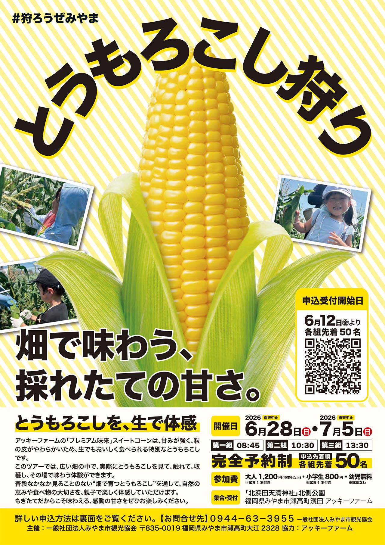 #狩ろうぜみやま『トウモロコシ狩り2026』畑で味わう、採れたての甘さ。